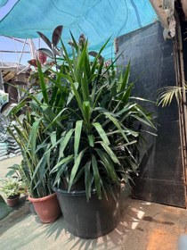 تصویر گیاه یوکا تنه دار 