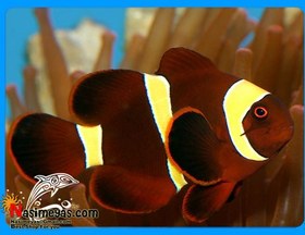 تصویر دلقک ماهی مارون طلایی ا Gold Stripe Maroon Clownfish Gold Stripe Maroon Clownfish