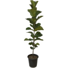 تصویر فیکوس لیراتا 