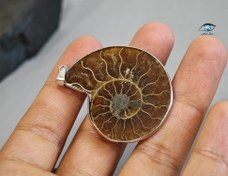 تصویر فسیل آمونیت اسلایس شده 12 گرم 