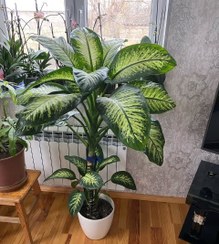 تصویر گیاه دیفن باخیا مناسب برای دفاتر کاری 