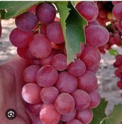 تصویر نهال انگور قرمز بیدانه 