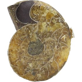 تصویر فسیل آمونیت (شاخ قوچی) طبیعی کلکسیونی منحصر به فرد با نقش و نگار بسیار زیبا درشت رنگ خاص دکوری- سنگ درمانی 