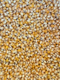 تصویر ذرت یک کیلو 