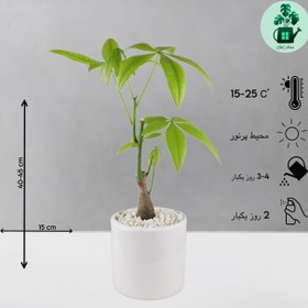 تصویر پاچیرا 