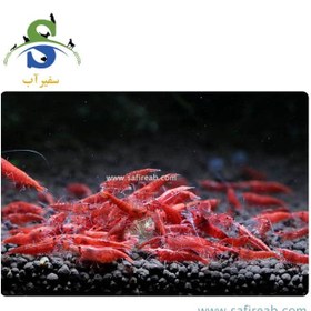 تصویر میگو رد چری پک چند عددی 