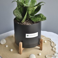 تصویر گلدان سانسوریا 