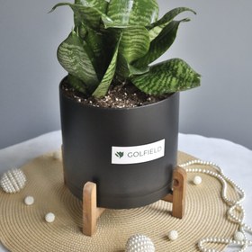 تصویر گلدان سانسوریا 