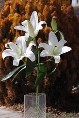 تصویر گل لیلیوم سفید 