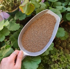 تصویر زنیان 