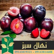 تصویر نهال آلو آلینا 