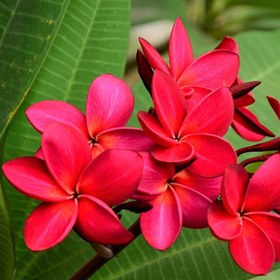 تصویر بذر پلومریا رنگ قرمز – Red Frangipani 