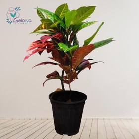 تصویر کوروتون پرتقالی 