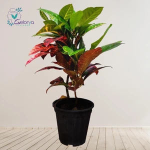 تصویر فروشگاه خانه گل گلوريا