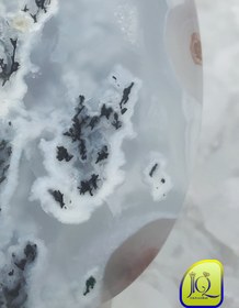 تصویر نگین شجر دریایی 