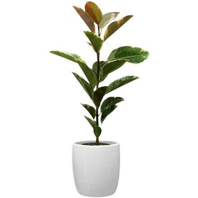 تصویر گیاه طبیعی فیکوس ابلغ کد C30 