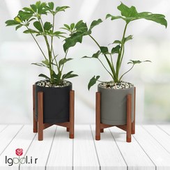 تصویر گیاه برگ انجیری و شفلرا با گلدان پلیمری و پایه چوبی - گلدان 