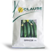 تصویر بذر خیار آفیسر Officer F1 Cucumber Seeds