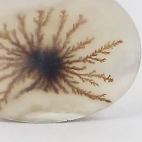 تصویر سنگ شجر کد ۲۳۸۴ 