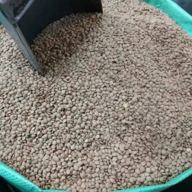 تصویر عدس محلی ارگانیک ( 500 گرم) 