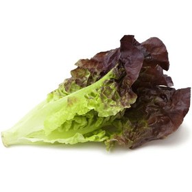تصویر لیتل جم بنفش Little Gem Lettuce