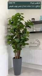 تصویر درختچه فیکوس لیراتا مصنوعی 180 سانت تنه چوبی 