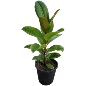 تصویر فیکوس ببری 