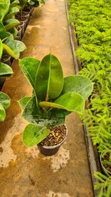 تصویر فیکوس الاستیکا سبز 