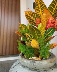 تصویر خرید گیاه کروتون برای اتاق نشیمن 