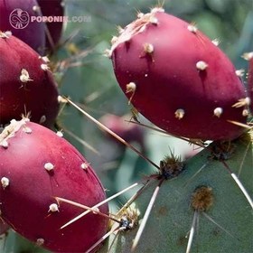 تصویر بذر کاکتوس اپونتیا میوه دار قرمز 