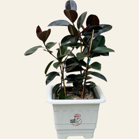 تصویر فیکوس بلک 