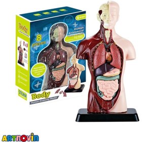 تصویر ماکت آناتومی بدن آیتم 027 