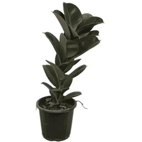 تصویر گیاه فیکوس صوفیا سطل 4 