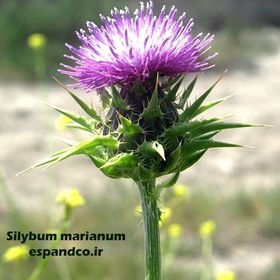 تصویر گیاه دارویی خار مریم Silybum marianum 