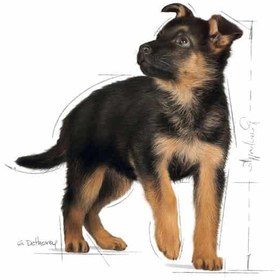 تصویر غذای خشک سگ مدل ماکسی پاپی وزن 10 کیلوگرم ا royal canin maxy puppy 10 kg royal canin maxy puppy 10 kg