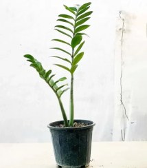 تصویر گیاه زاموفیلیا سطل ۴ 