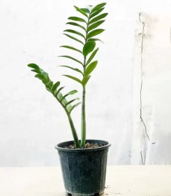 تصویر گیاه زاموفیلیا سطل ۴ 