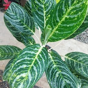 تصویر آگلونما گرین لایت Aglaonema Greenlight هزینه ارسال بصورت پس کرایه و بعهده مشتری می باشد 