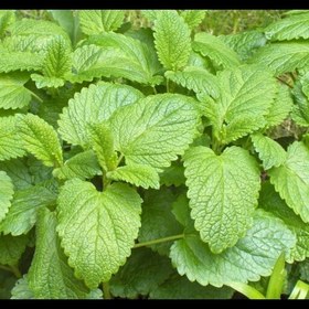 تصویر پک سه تایی سبزی محلی (خالیواش،چوچاق،اناریجه،وارنگبو)350گرمی 