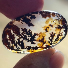 تصویر شجر قائن قواره دار 