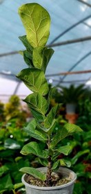 تصویر لیراتا 