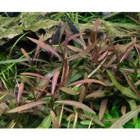 تصویر گیاه آبزی آکواریوم پلنت هیگروفلیا تایگر قهوه ای Hygrophila polysperma ‘Tiger'( پک 4 شاخه) 