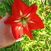 تصویر بذر آماریلیس مطابق تصویر - سی عدد 