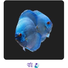 تصویر ماهی دیسکس بلو دایموند ۳ اینچ 