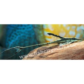 تصویر کت فارلوورلا 