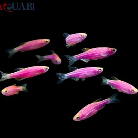 تصویر ماهی زبرا دانیو صورتی 2 تا 3 سانتی 