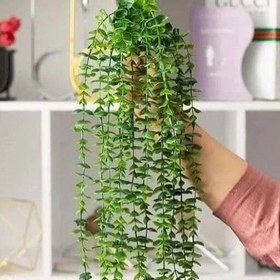 تصویر ریسه شمشاد 