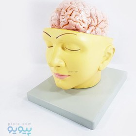تصویر مولاژ مغز طرح سر انسان 