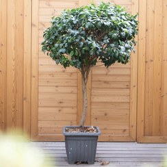 تصویر یاس هلندی پایه دار 