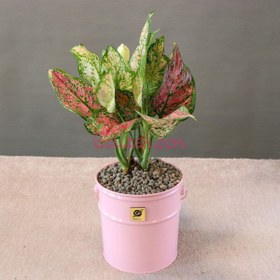 تصویر آگلونما قرمز 